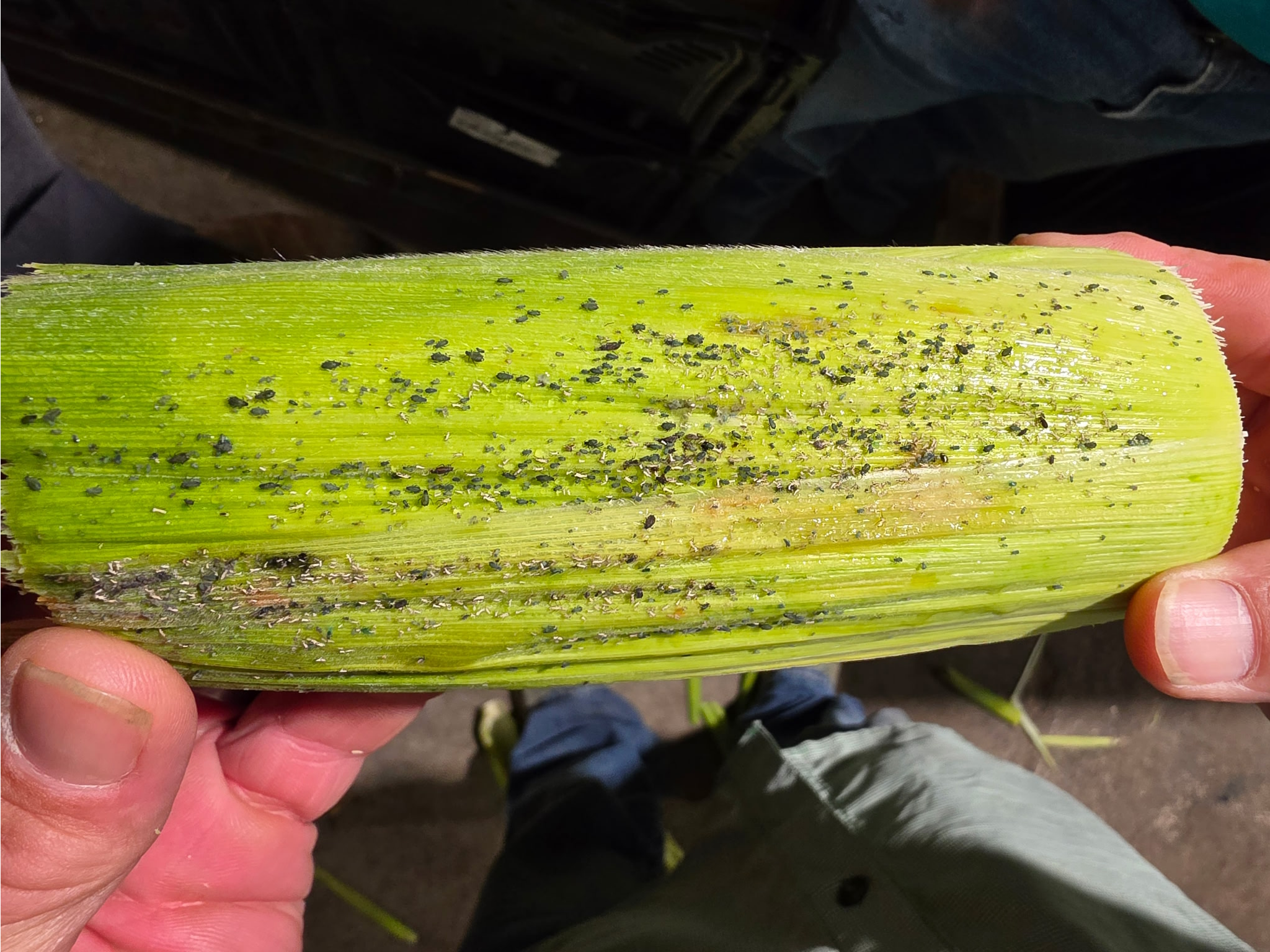 A corn husk with black dots all over.